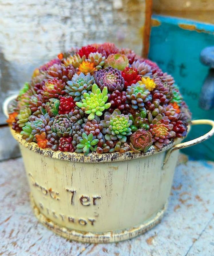 Pay Attention To My Friends Who Raise Succulent Plants,Don't Do These ...