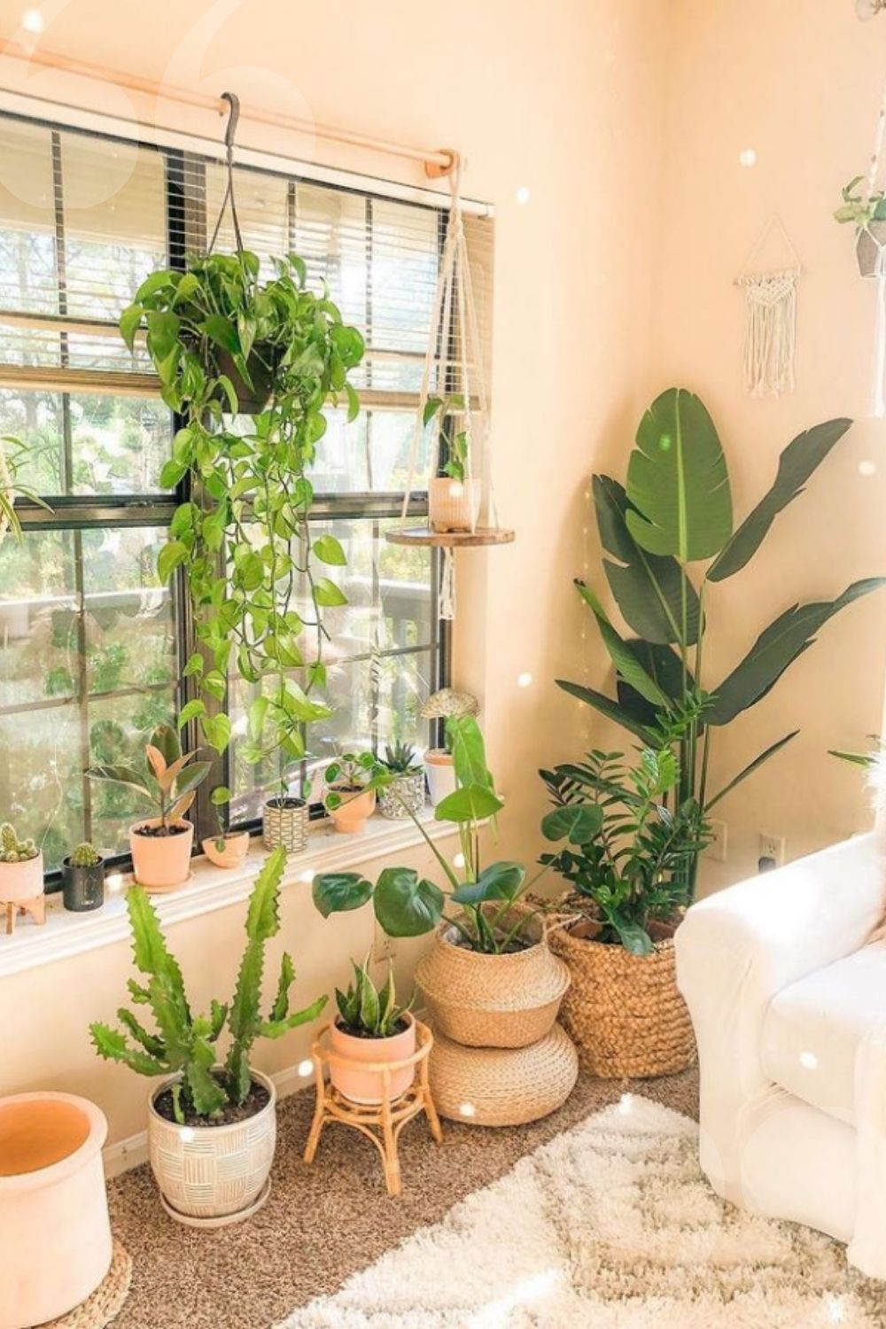 Green Plants Bring Benefits to Home Decoration, Let you Expect?