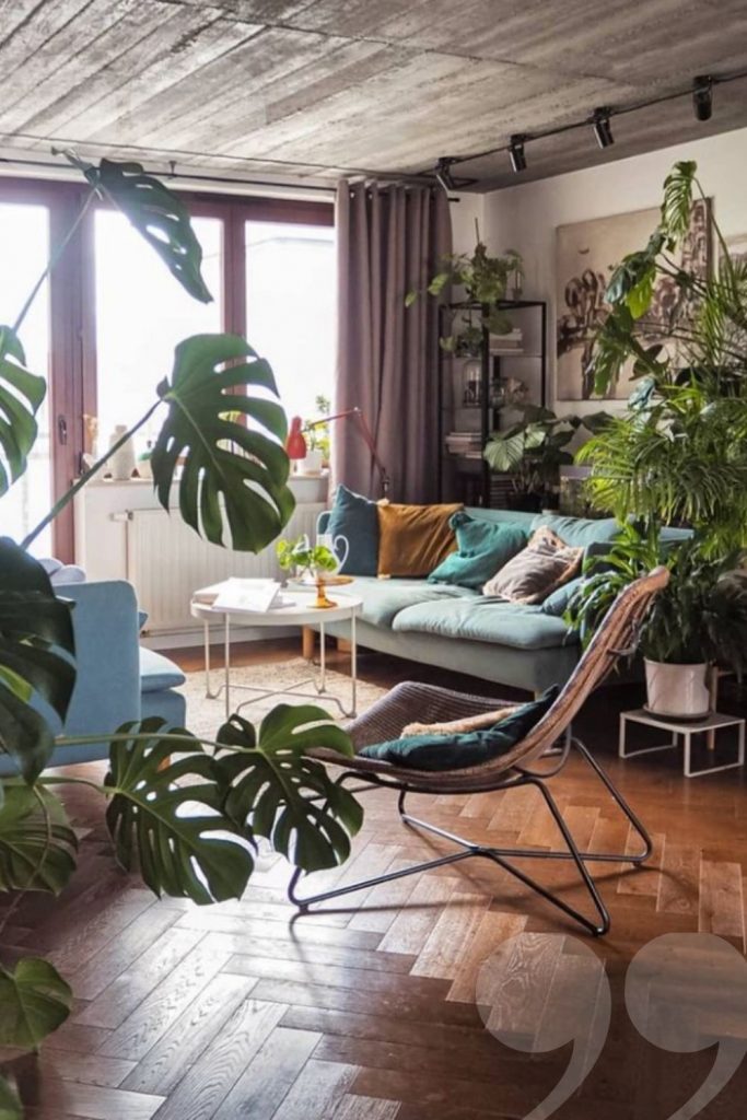 Green Plants Bring Benefits to Home Decoration