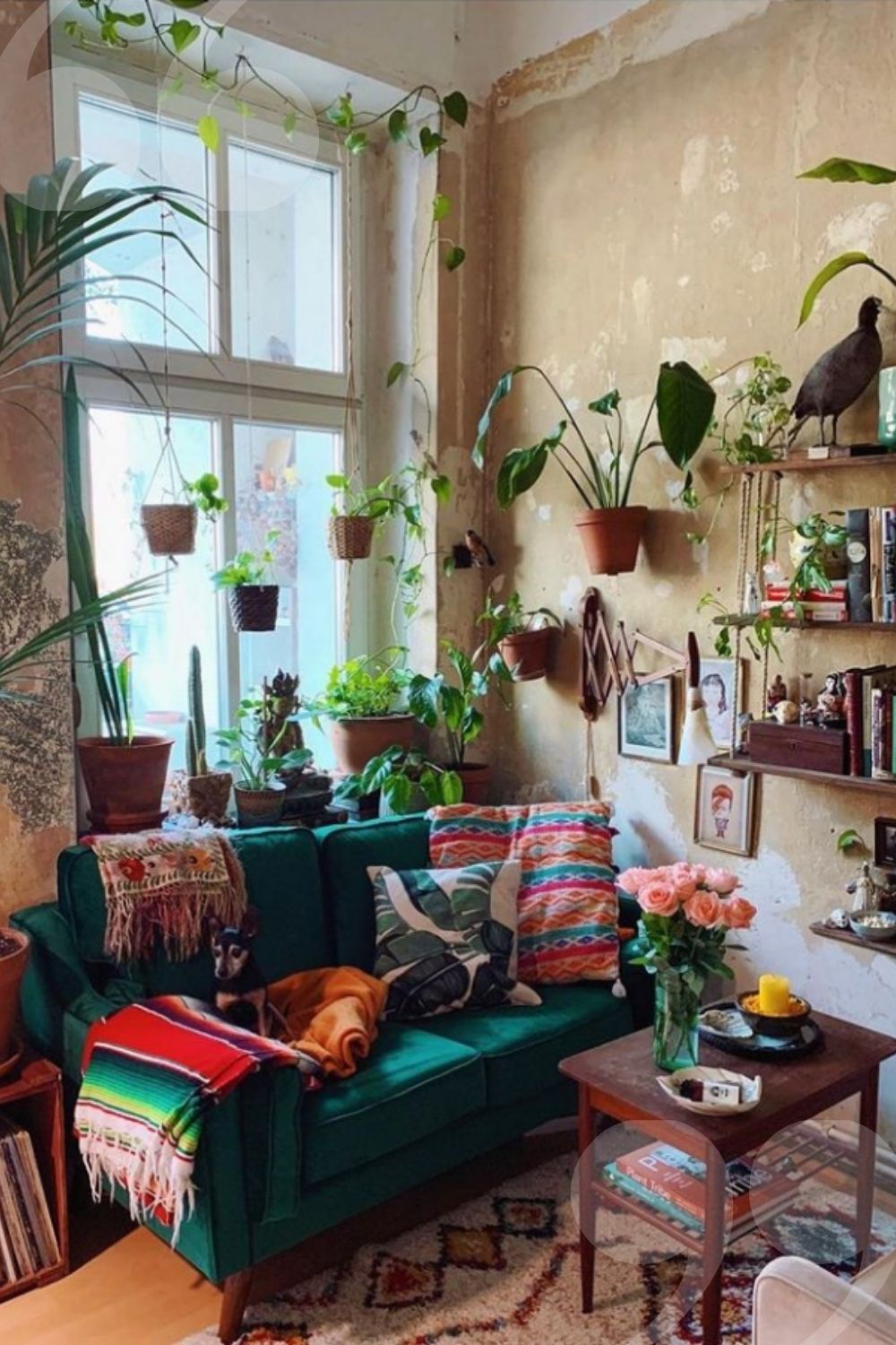 Green Plants Bring Benefits to Home Decoration, Let you Expect?